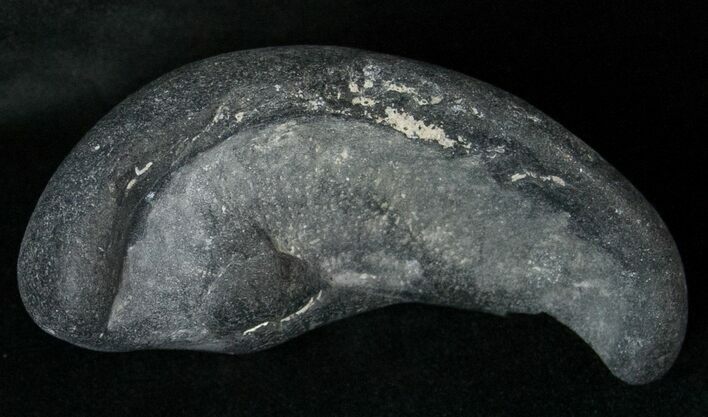 Fossil Whale Ear Bone - Miocene #18198